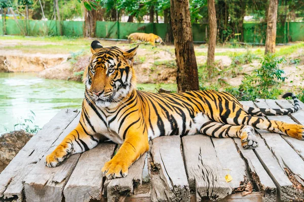 Bengal tiger lying wood — Stock Photo, Image