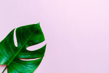 Monstera bırakın renk arka plan üzerinde 