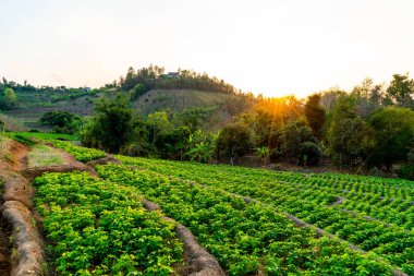 fidanlık bitki Bahçe Dağı'nda