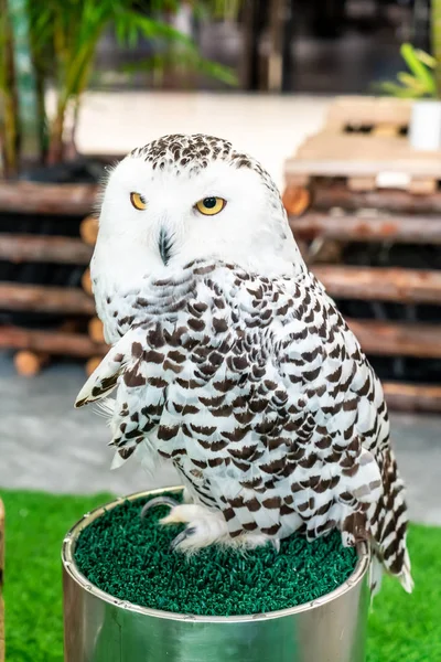 Schöne Eule im Zoo — Stockfoto