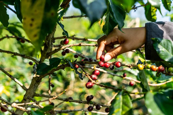 taze kahve çekirdekleri 