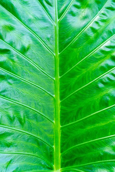 ağaç bırak yüzey dokusu 