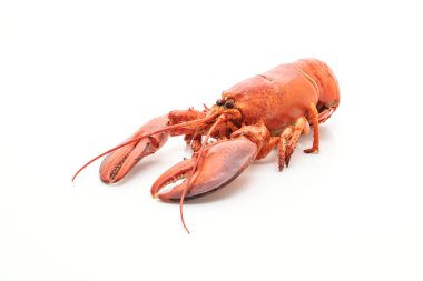 pişmiş ıstakoz üzerinde beyaz izole