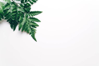 Tropikal yeşil yaprakları renk arka plan üzerinde