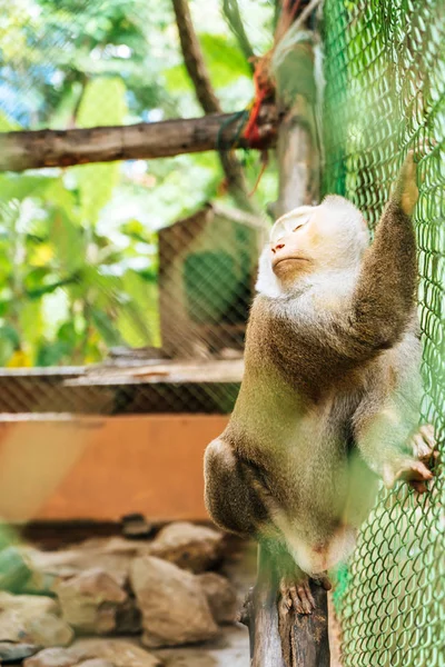 Симпатичная обезьянка сидит в клетке — стоковое фото