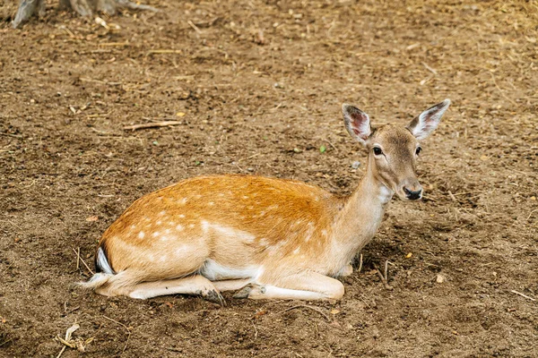 Venado manchado en el parque — Foto de Stock