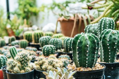 tencerede güzel kaktüs