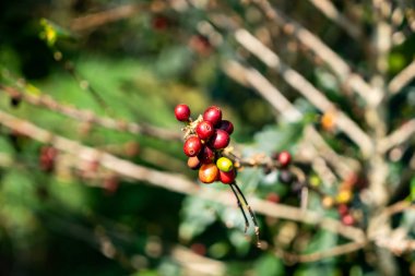 taze kahve çekirdekleri 