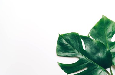 Monstera bırakın renk arka plan üzerinde 