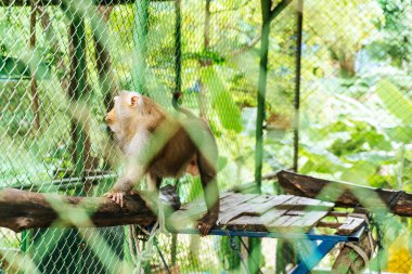 Sevimli maymun kafeste oturan 