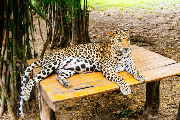 Leopardo deitado sobre madeira — Fotografia de Stock