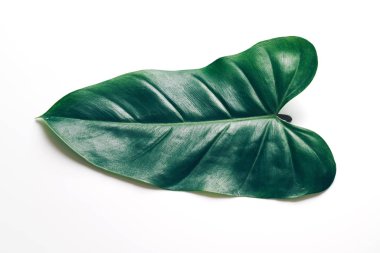 Monstera bırakın renk arka plan üzerinde 
