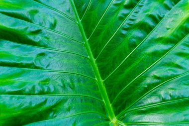 ağaç bırak yüzey dokusu 