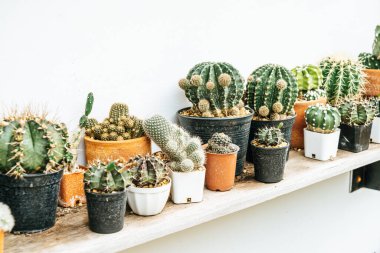 tencerede güzel kaktüs