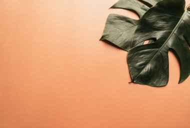 Monstera bırakın renk arka plan üzerinde 