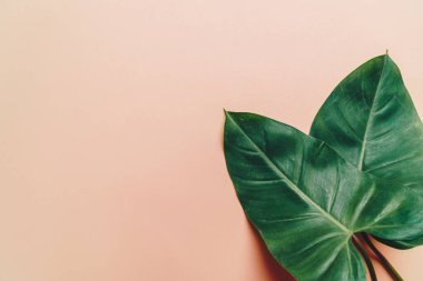 Monstera bırakın renk arka plan üzerinde 