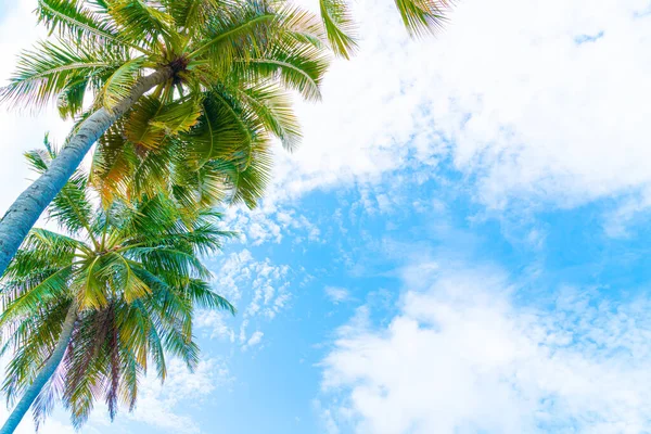 Hermosa palmera de coco en el cielo azul — Foto de Stock