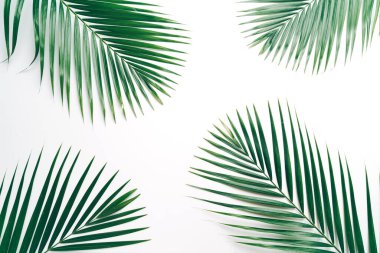 Kopya alanı ile tropikal palmiye yaprakları