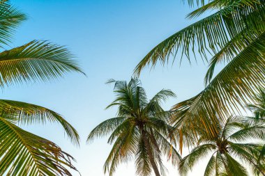 Gökyüzü ile güzel hindistan cevizi palmiyesi