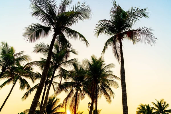 Beautiful Coconut Palm Tree Sunset Twilight Sky — Stock Photo, Image