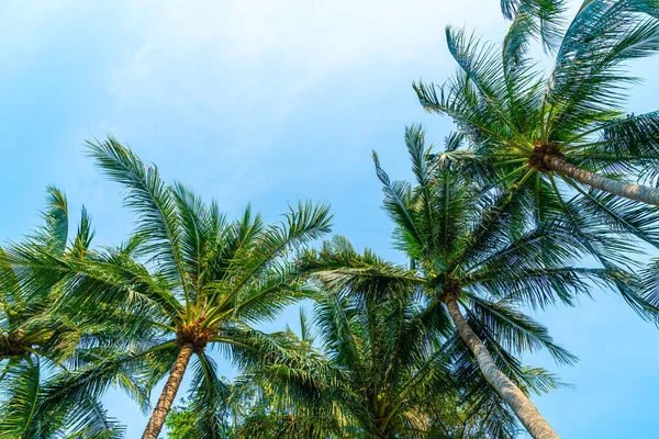 Beautiful Coconut Palm Tree Blue Sky — Stock Photo, Image