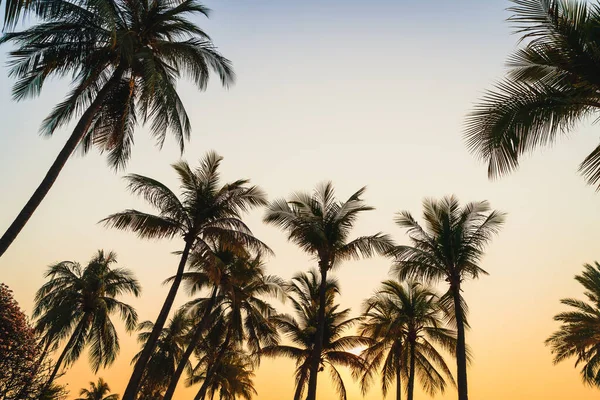 Bela Palmeira Coco Com Pôr Sol Céu Crepúsculo — Fotografia de Stock