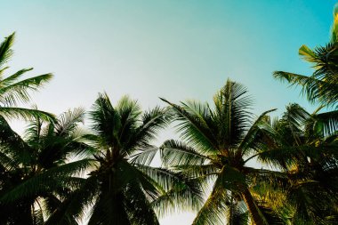 Güzel hindistan cevizi palmiyesi mavi gökyüzü
