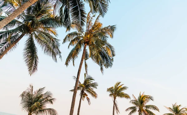 Beautiful Coconut Palm Tree Blue Sky — Stock Photo, Image