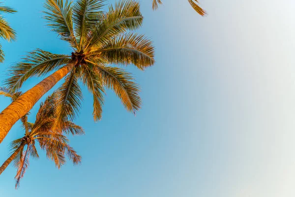 Beautiful Coconut Palm Tree Blue Sky — Stock Photo, Image