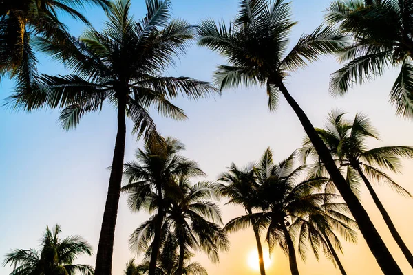 Bela Palmeira Coco Com Pôr Sol Céu Crepúsculo — Fotografia de Stock