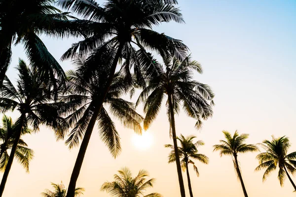 Hermosa Palmera Coco Con Puesta Sol Cielo Crepuscular — Foto de Stock