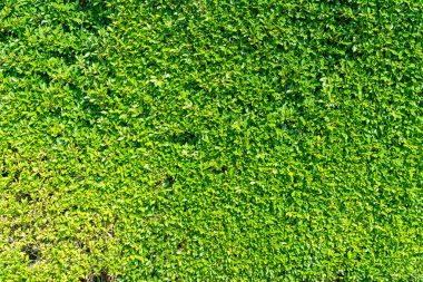 arkaplan için kopyalama alanı olan güzel yeşil ağaç duvar dokusu