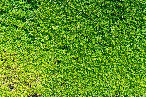 Hermosa Textura Pared Árbol Verde Con Espacio Copia Para Fondo —  Fotos de Stock