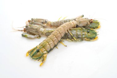 Beyaz arkaplanda taze peygamber devesi karidesi