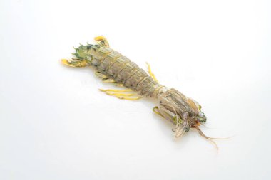 Beyaz arkaplanda taze peygamber devesi karidesi