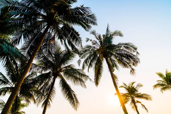 Beautiful Coconut Palm Tree Sunset Twilight Sky — Stock Photo, Image