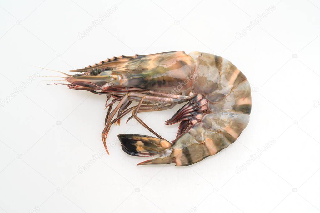 fresh tiger prawn or shrimp isolated on white background