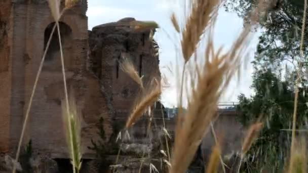 Pistage tiré du blé vers les ruines d'Avventino, dans le centre de Rome — Video