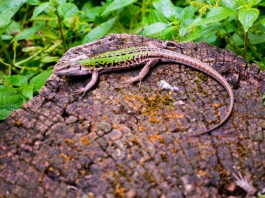 kertenkele bir ağaç gövde güneşlenme Roma