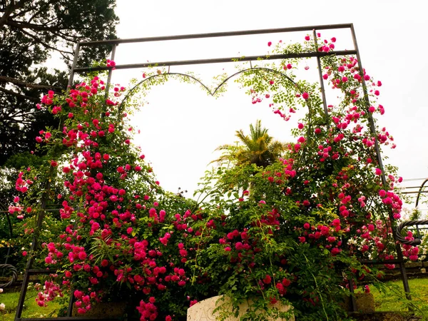 heart of roses to make selfie at the rose garden in Rome