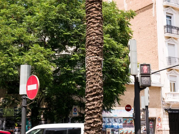 Palmy v blízkosti hlavní silnice ve Valencii, Španělsko — Stock fotografie