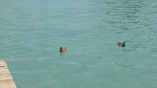 Little ducks swin in the Lake of Annecy, France — Stock Video