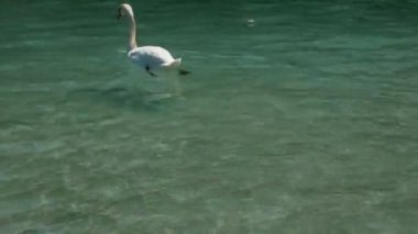 Swan Lake Annecy, Fransa için mutlu yüzüyor