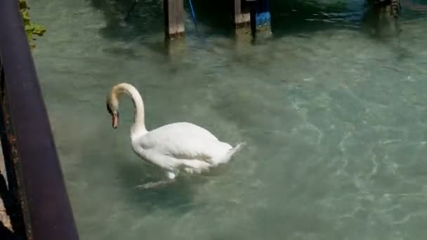 Hattyú úszik boldogan Lake Annecy, Franciaország — Stock videók