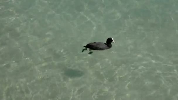 작은 검은 백조 프랑스 앙 시 호수에서에서 똥 게 — 비디오
