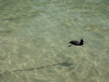 lake Annecy Fransa yılında Avrasya sakarmeke