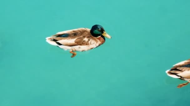 小鸭子游泳在法国的阿纳西湖 — 图库视频影像