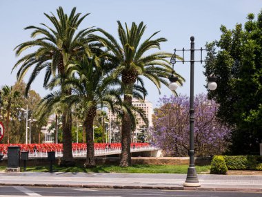 palmiye ağaçları yakınındaki bir ana yol Valencia, İspanya
