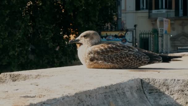 在罗马的墙上蹲着一只海鸥的小狗 — 图库视频影像