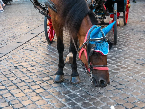 Carriage and horse to bring tourists to the pantheon, Rome — Stock Photo, Image